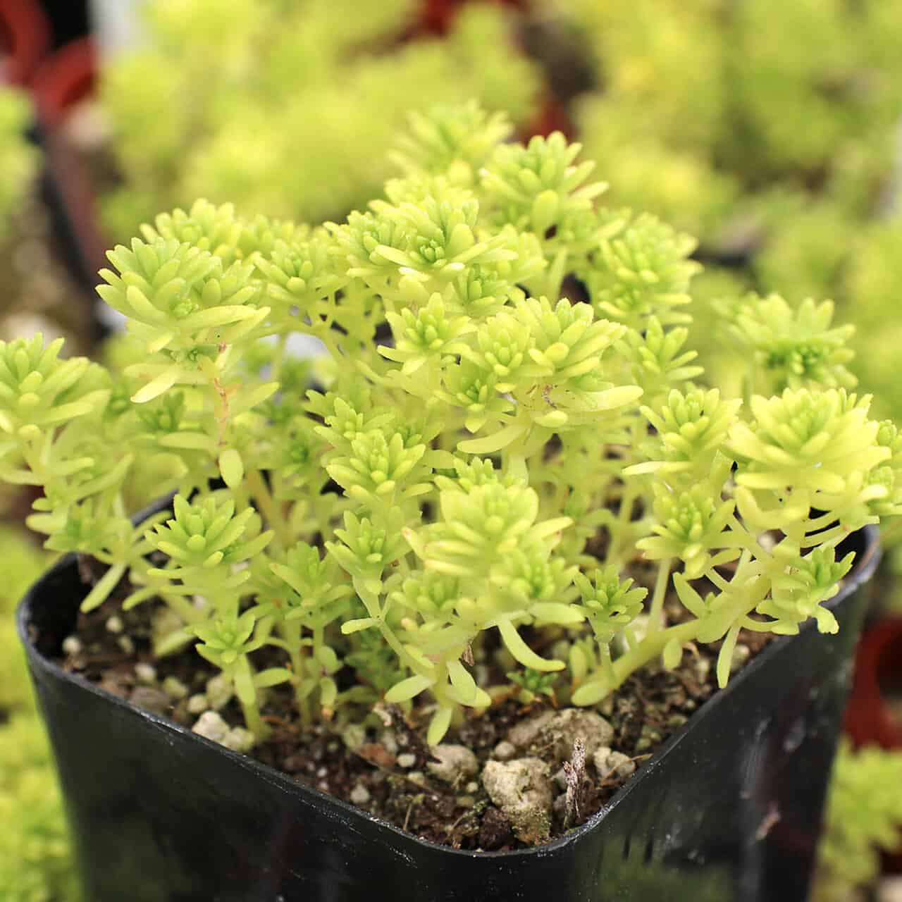 Sedum Japonicum review