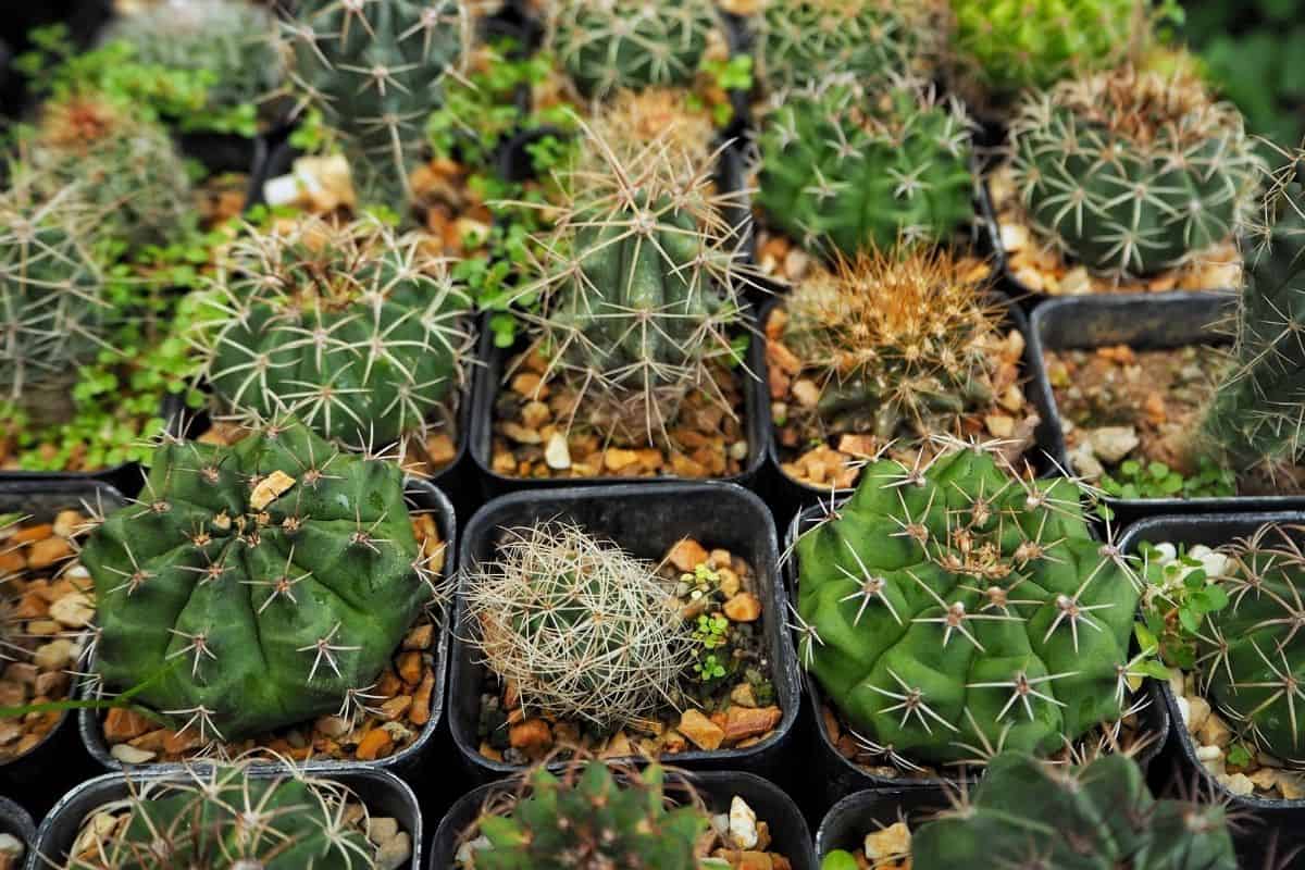 Different types of cactuses in a black pots.