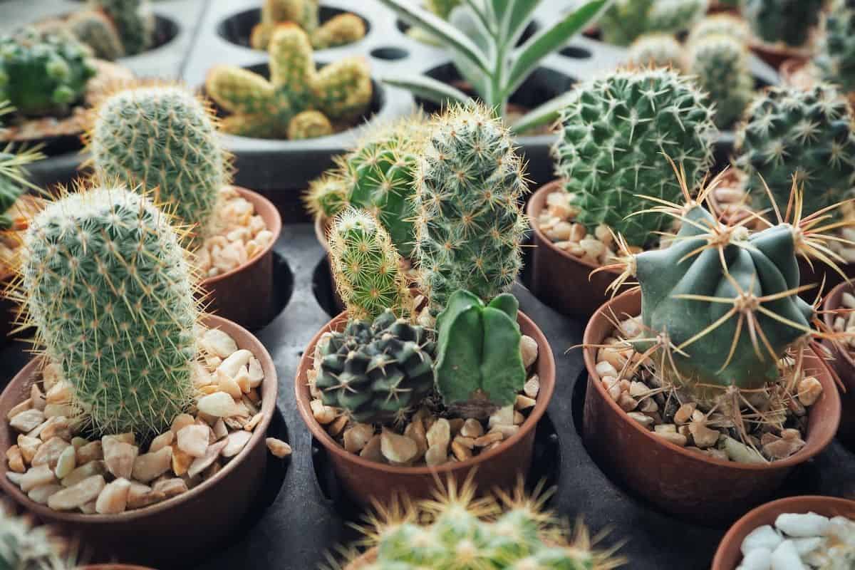 Different types of cactuses in a pots.