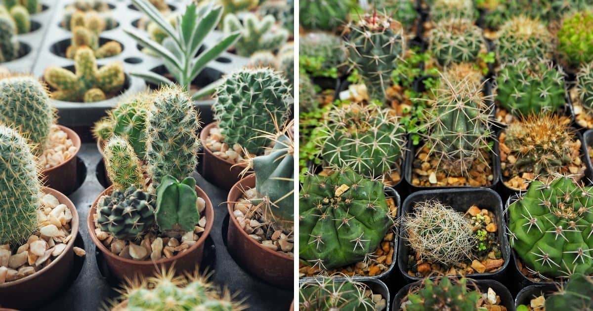 Where to Buy Cacti Online Sublime Succulents