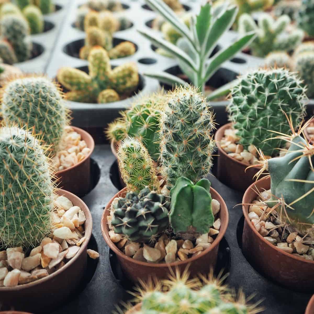 Cacti Sublime Succulents