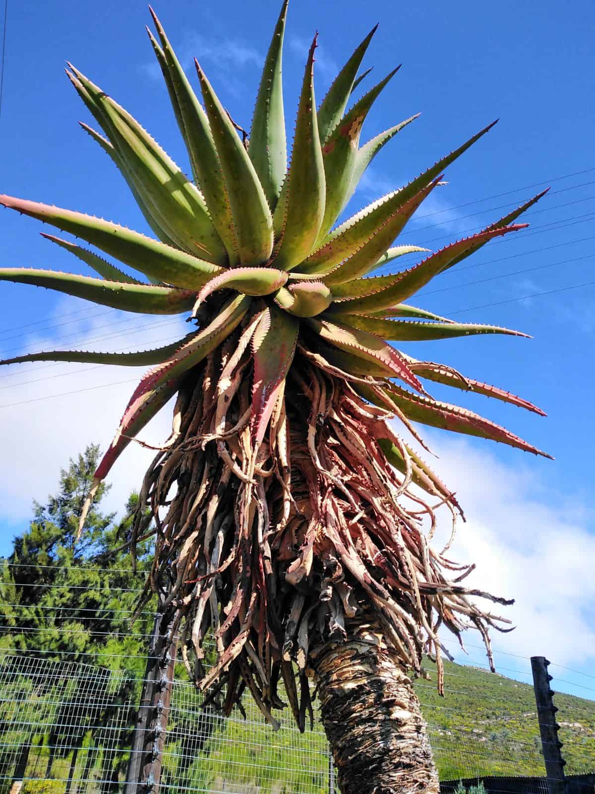 Aloe camosa variety.