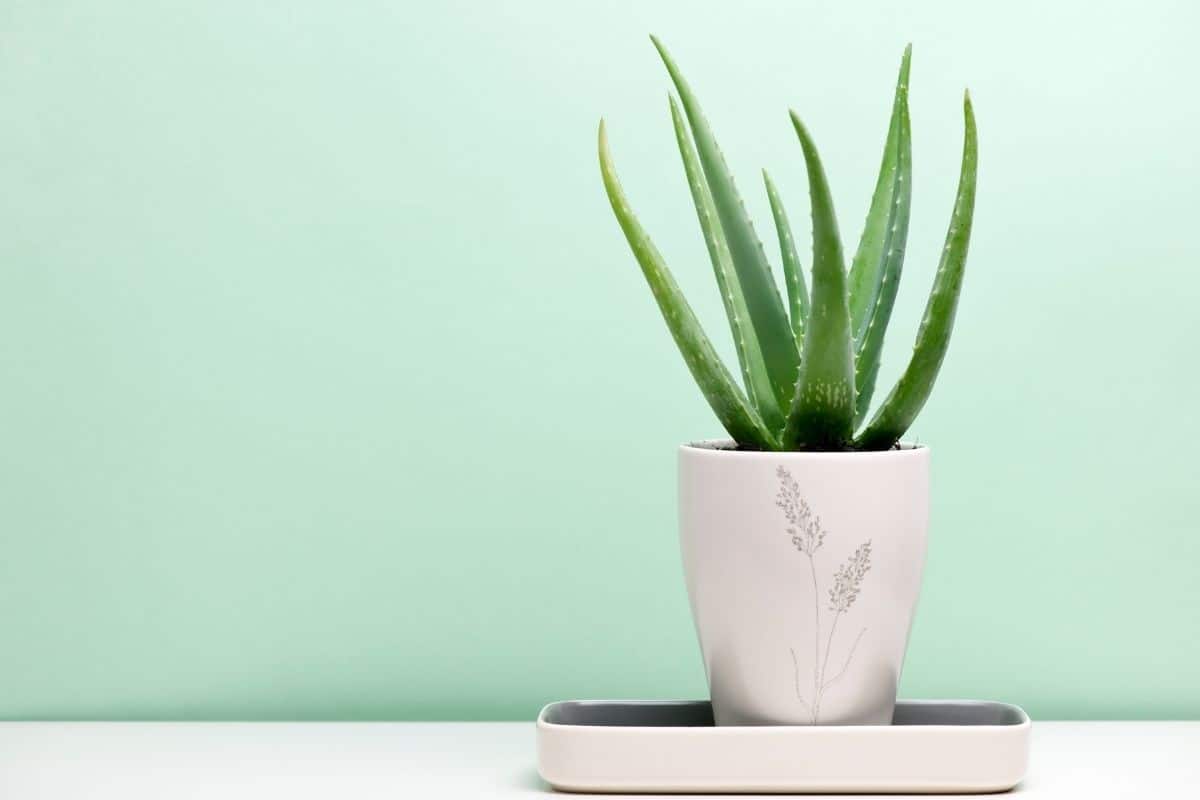 Aloe vera in a white pot on green background.