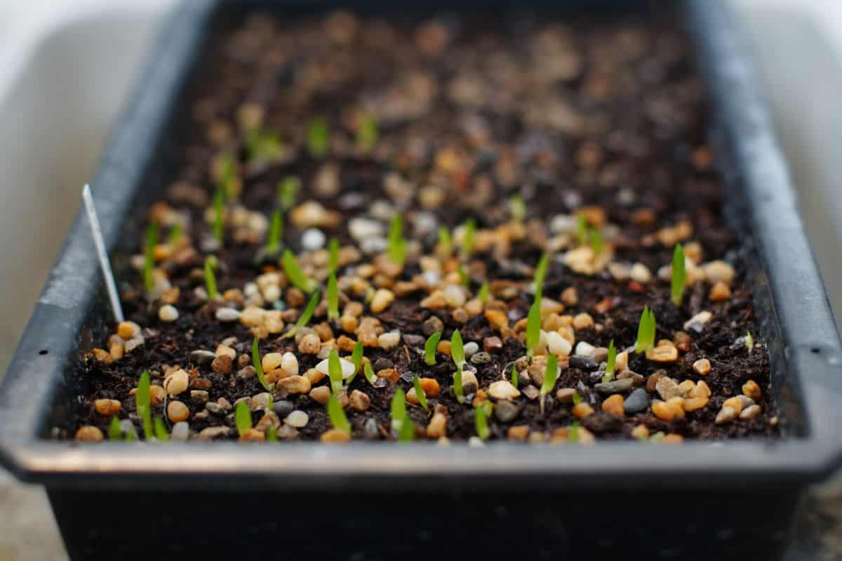 Aloe vera sprounting seeds in planter.