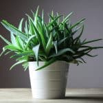 Aloe Vera Succulent Types