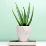 Aloe vera in a white pot on green background.