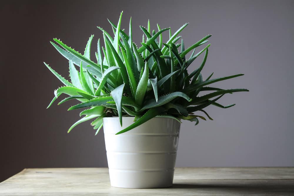 Aloe Vera Succulent Types for Your Outdoor and Indoor Garden