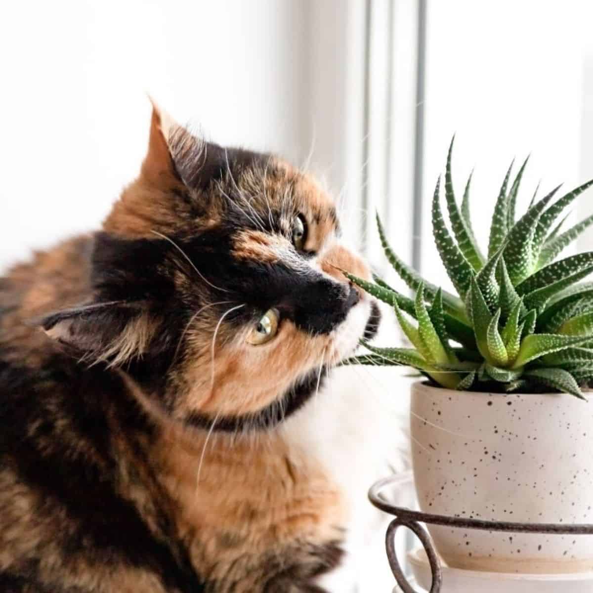 Brindle cat sniffing succulent plant in white pot.