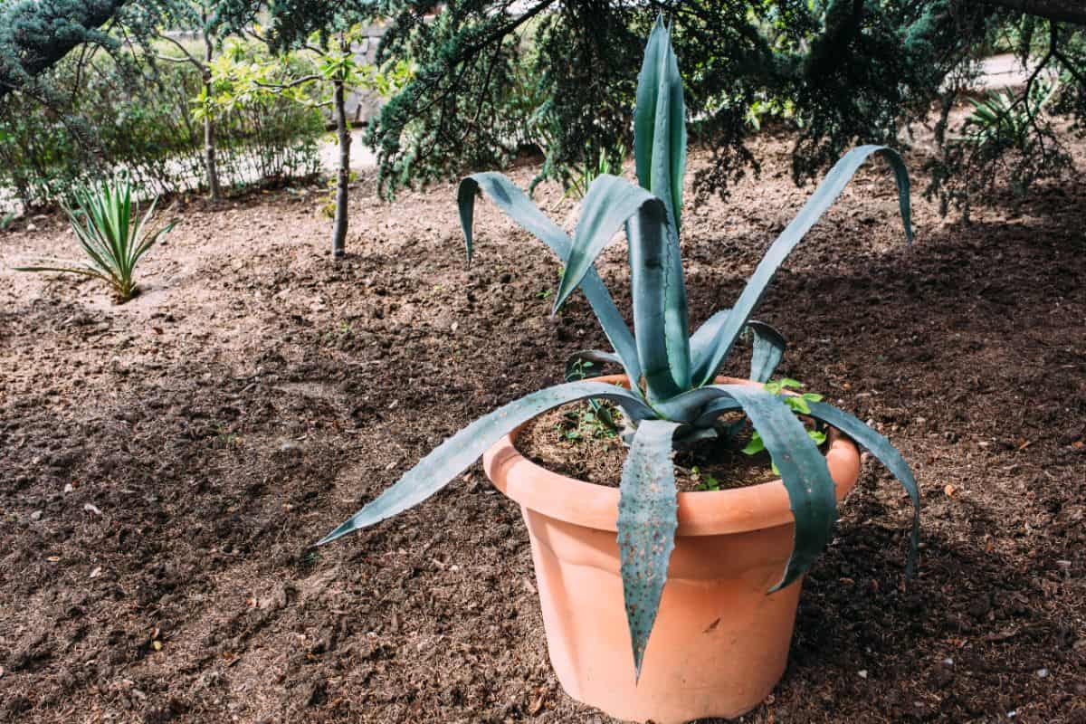 Big succulent in a brown pot outdoor.