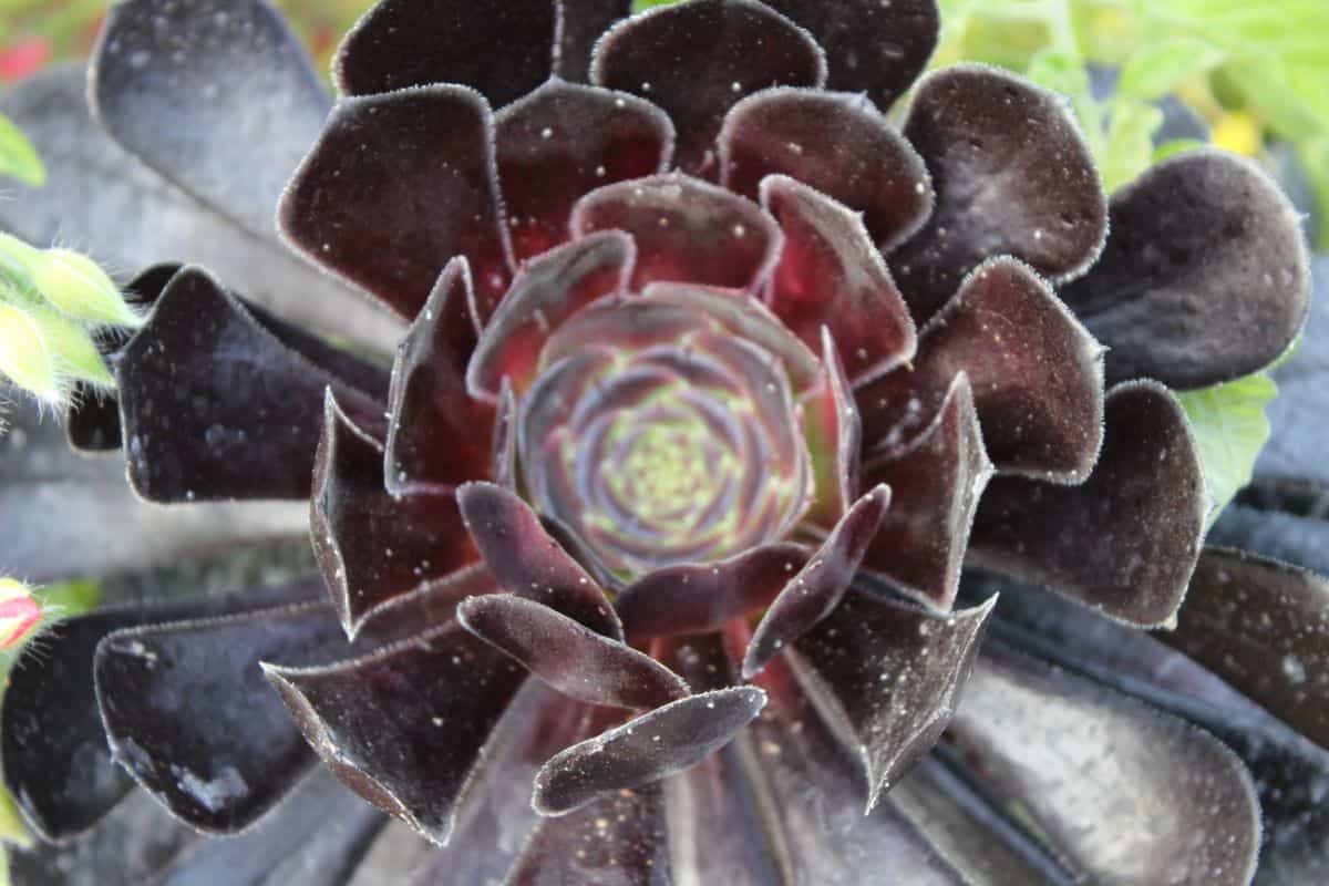 Black succulent plant close-up.