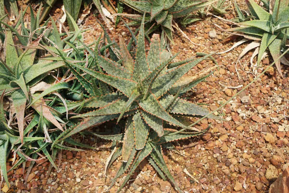 Carmine aloe variety.