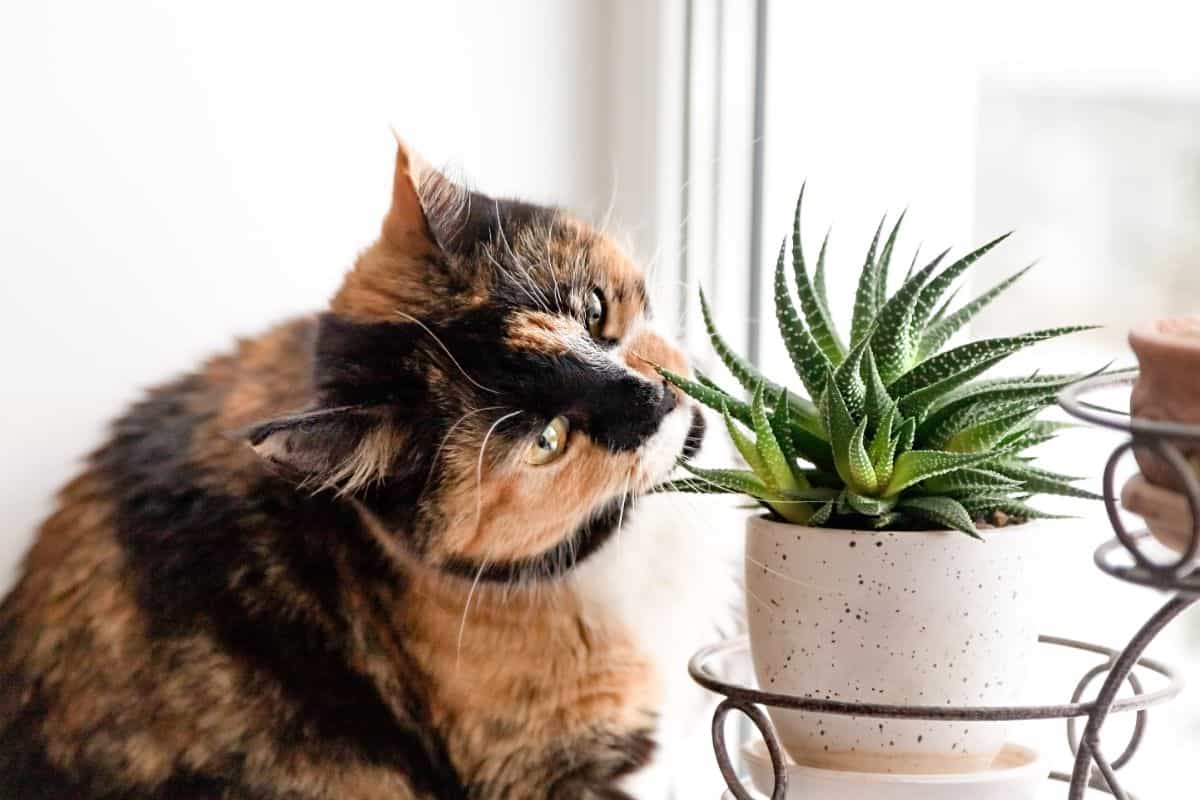 Brindle cat sniffing succulent plant in white pot.