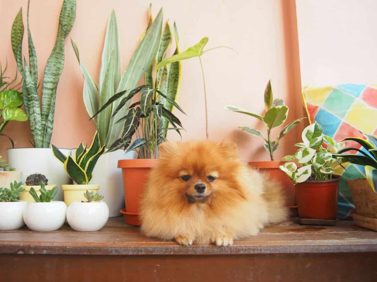 Brown do, succulent plants in pot on wooden shelf.