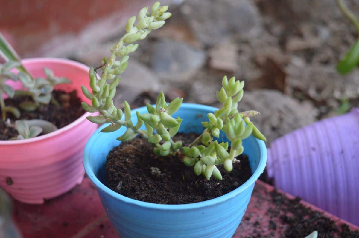 Baby Donkey tail in a blue pot.