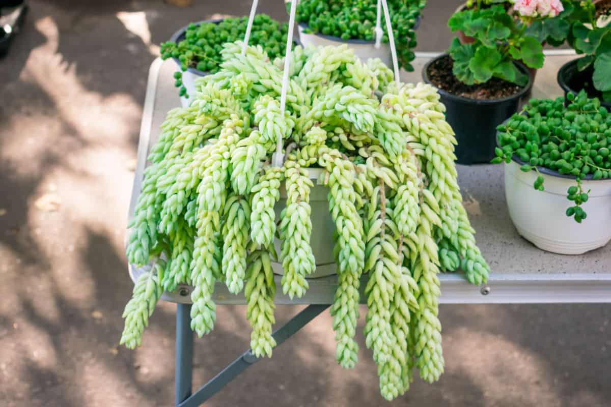 Donkey tail in a hanging pot on sunny day.