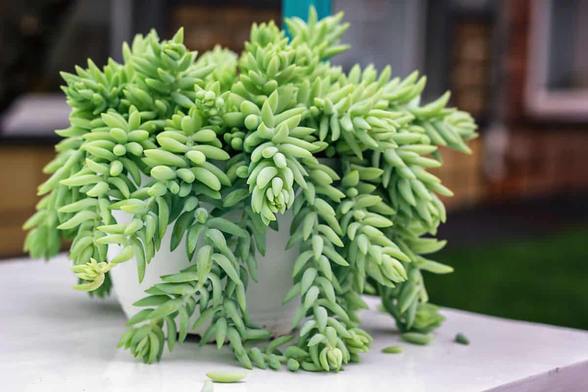 Donkey tail in white pot on a white table.