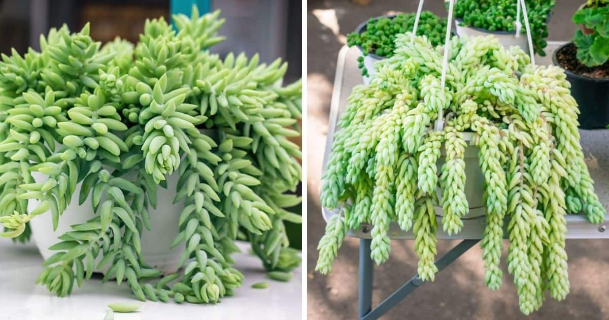 Donkey Tail Succulent Propagation How To Care and Propagate Sublime