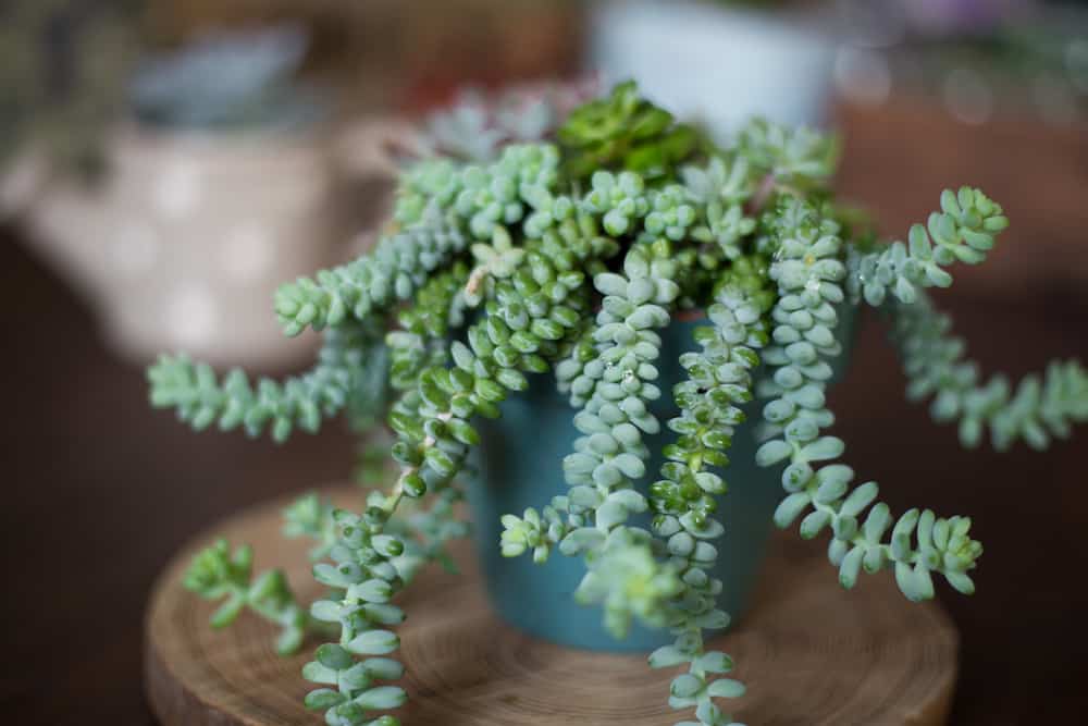 Donkey Tail Succulent Propagation: How To Care and Propagate