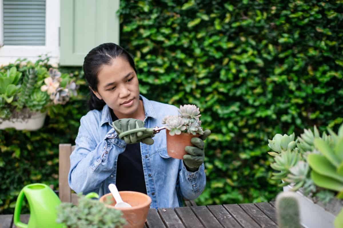 Gardener woman trimming with cutter succulent in a pot..