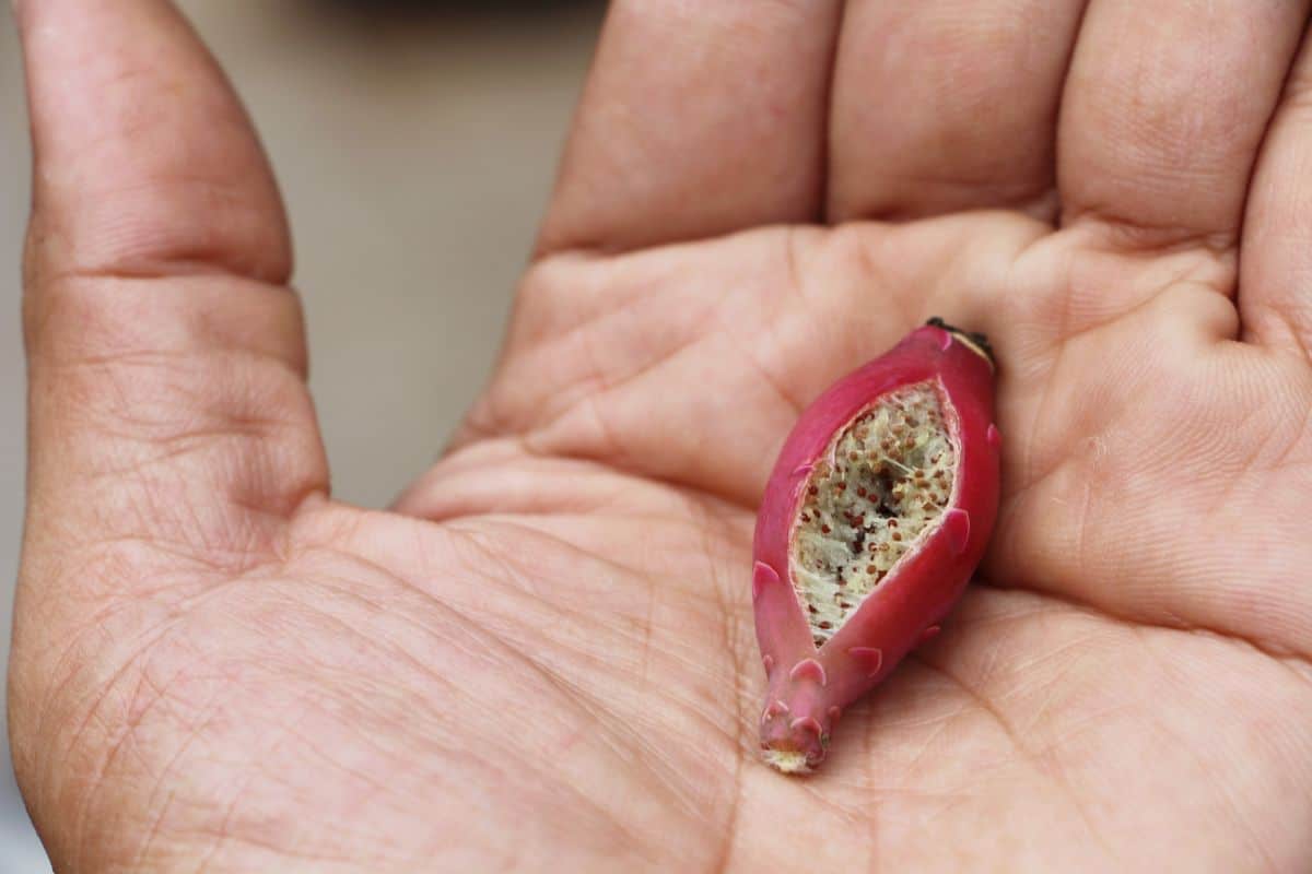 Cactus seeds in a capuse on human hand.