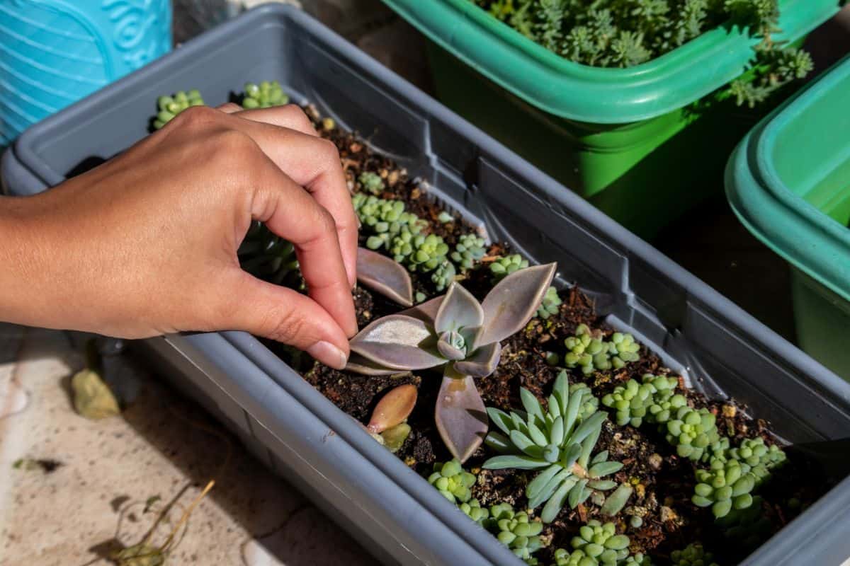 Hand touching succulent leaf in a black pot.