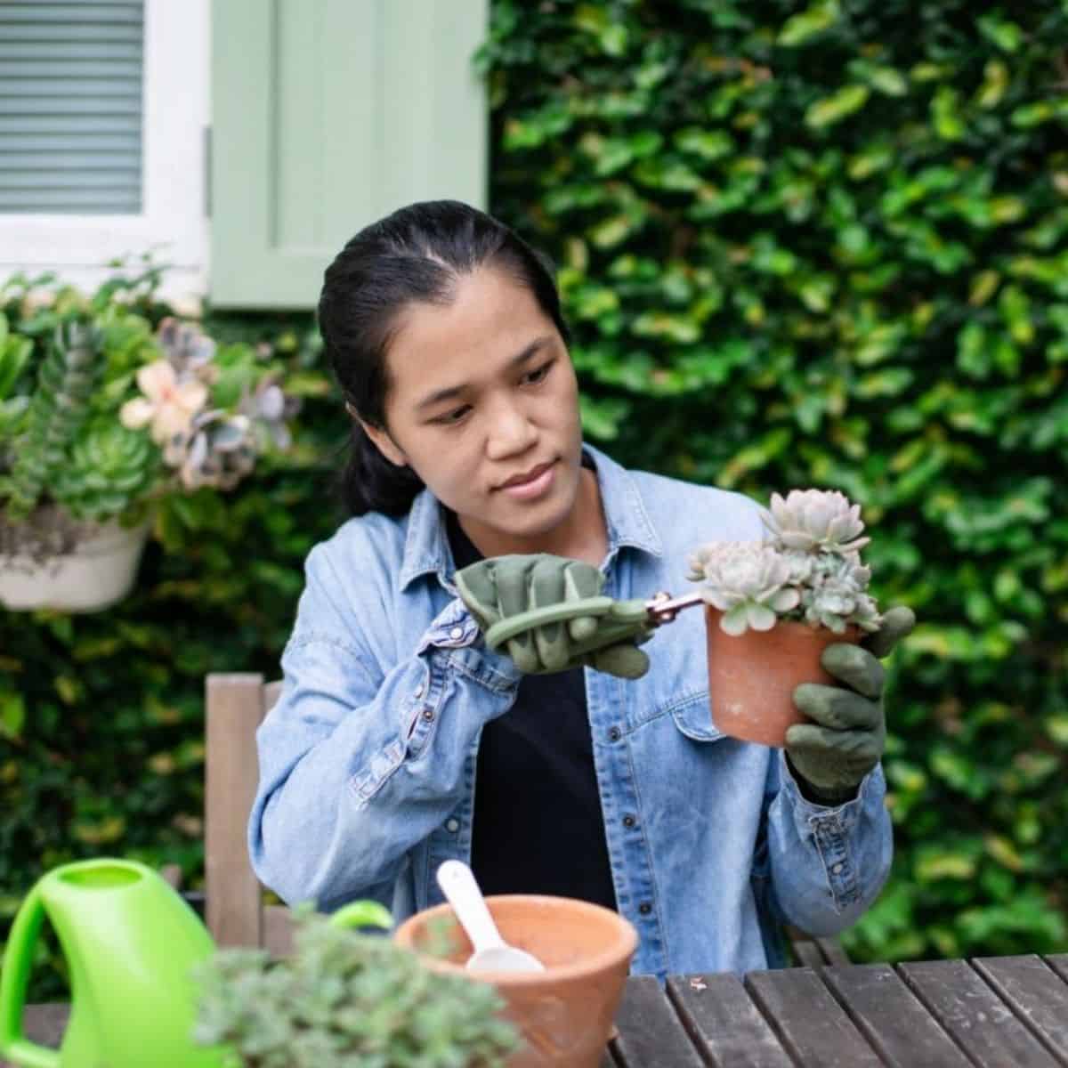 Gardener woman trimming with cutter succulent in a pot..