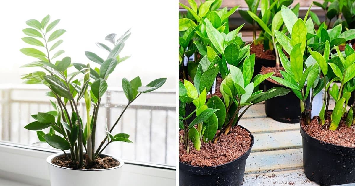 Is ZZ Plant a Succulent? Sublime Succulents