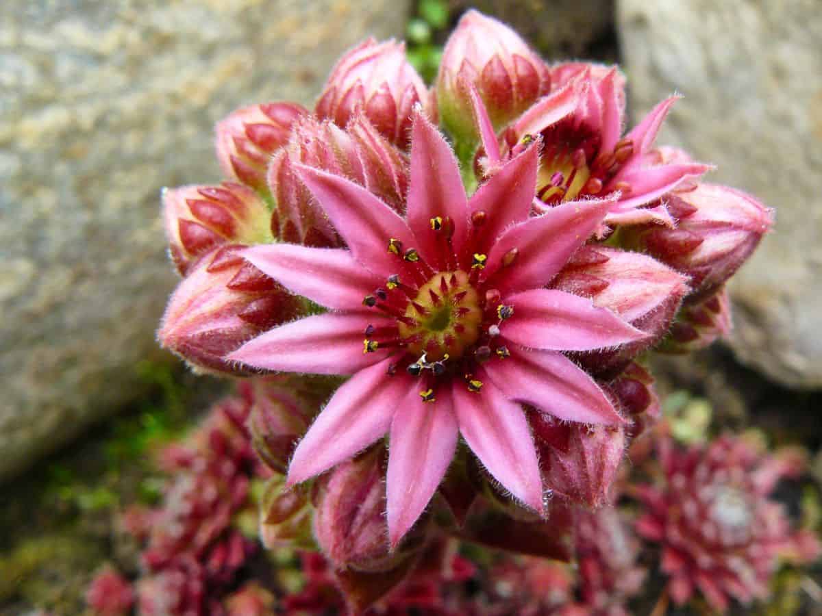 Pink flowering succulent.