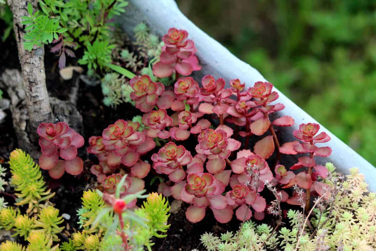 Red succulent plant in a big pot.