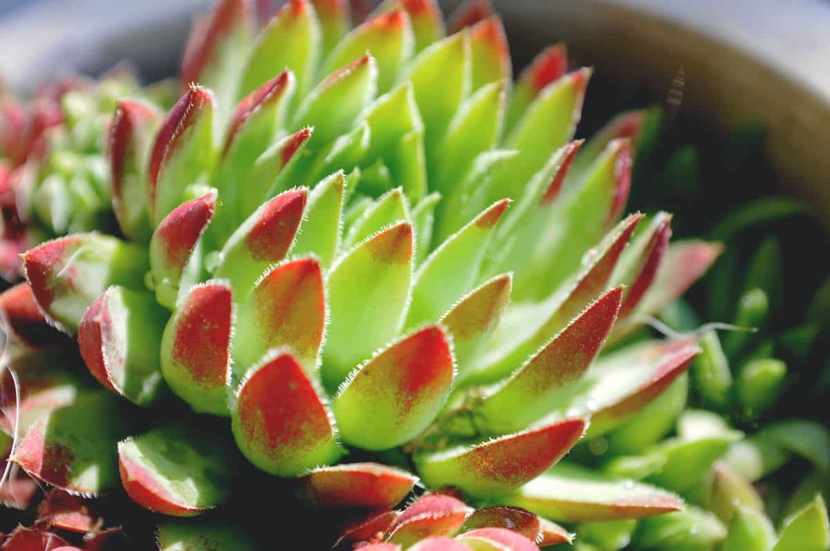 Green-red succulent plant in a pot.