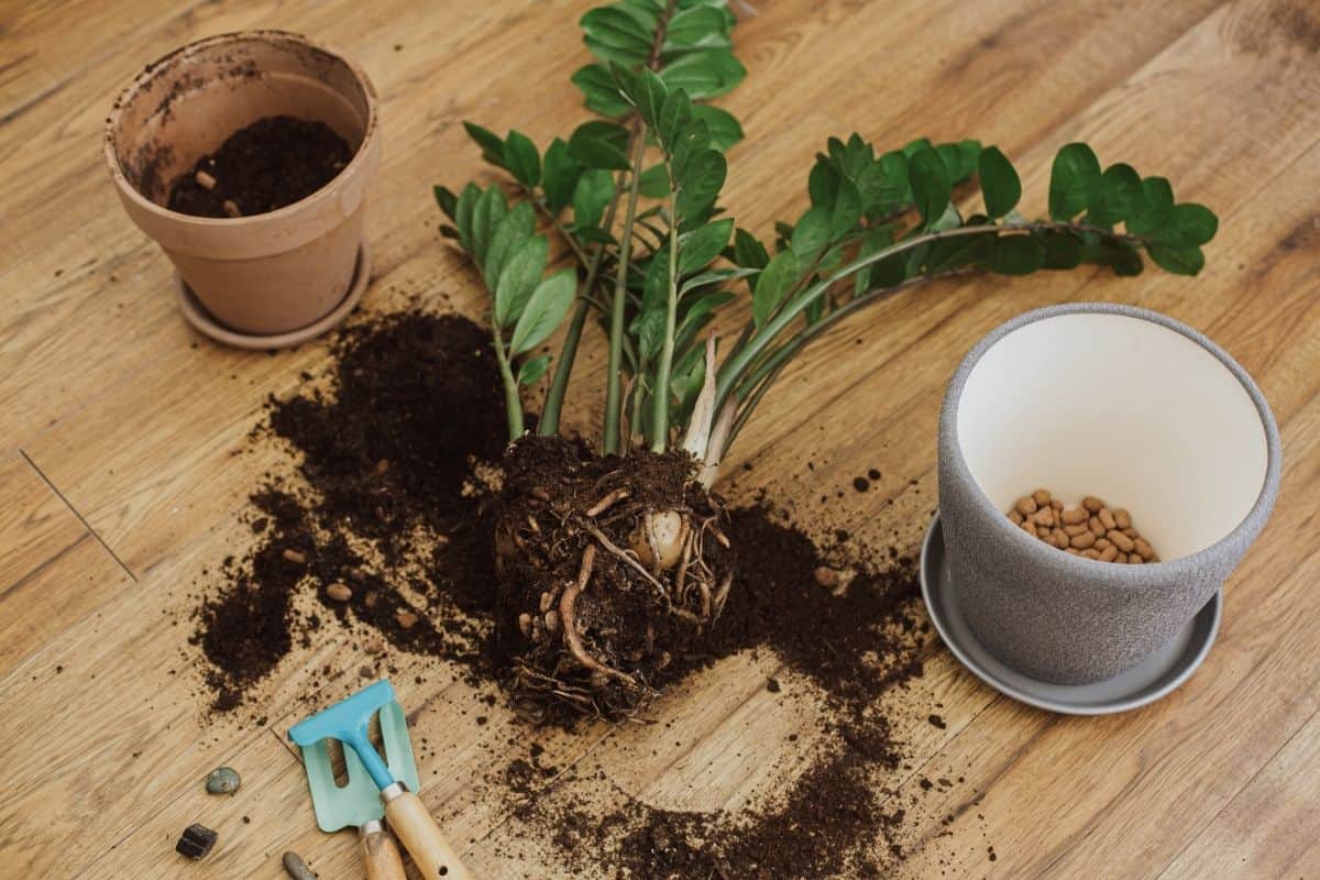 ZZ plant, pots with soil, and gardening tools on the floor.