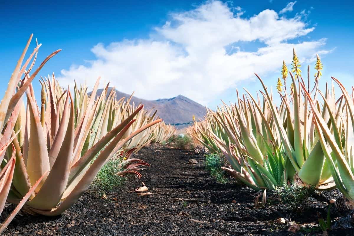 Rows of aloe vera on a field.