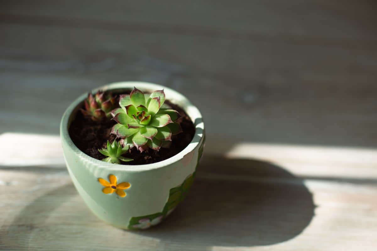 Succulent plant in a ceramic pot in partial shade.