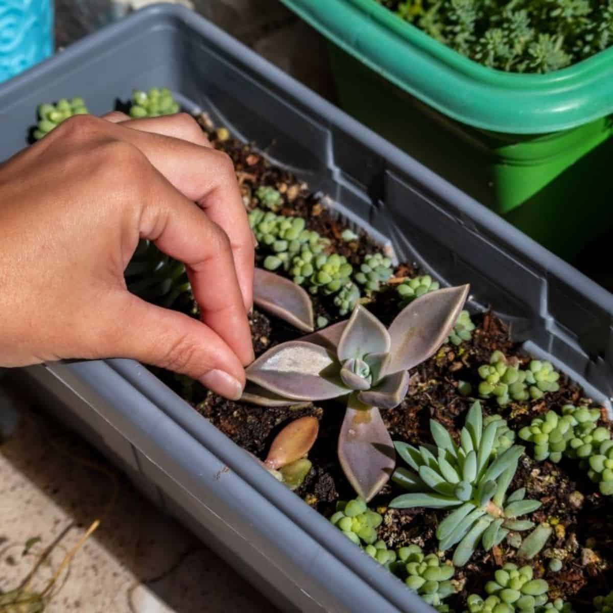 miniature succulent gardens Miniature Succulent Garden main image 1