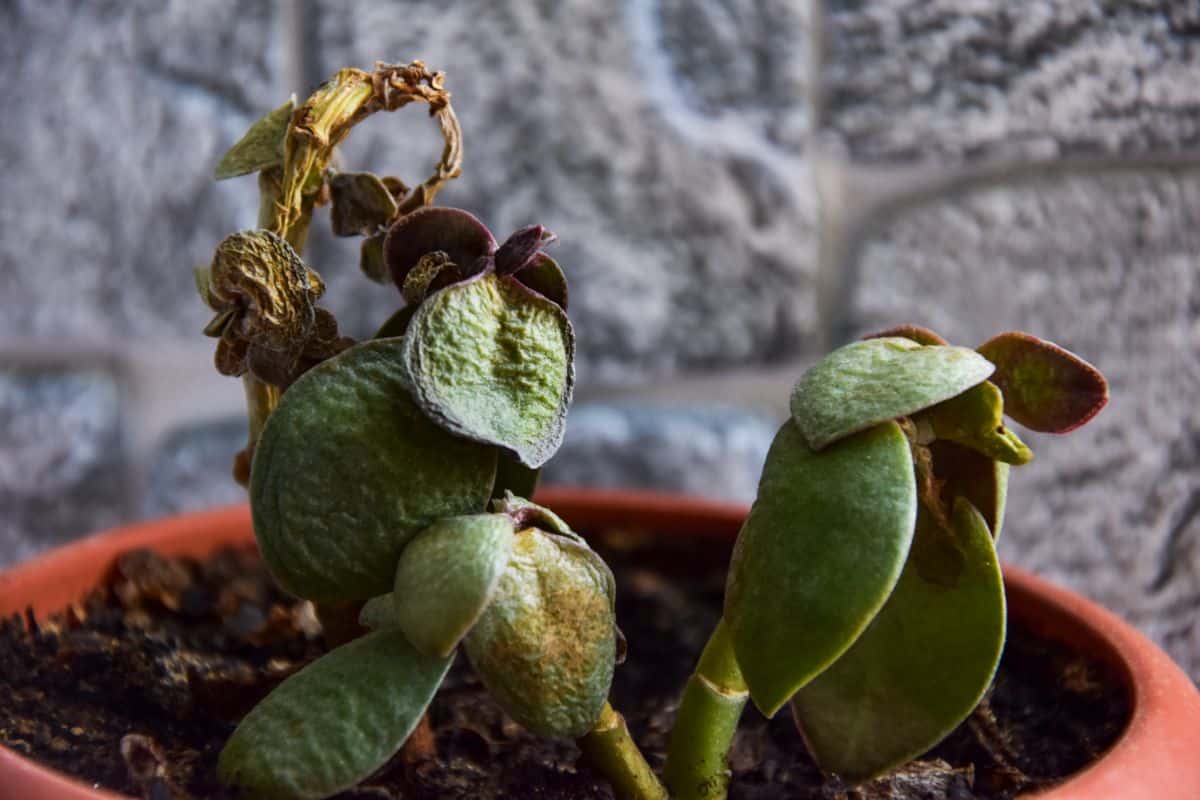 Succulent with diease in a pot.