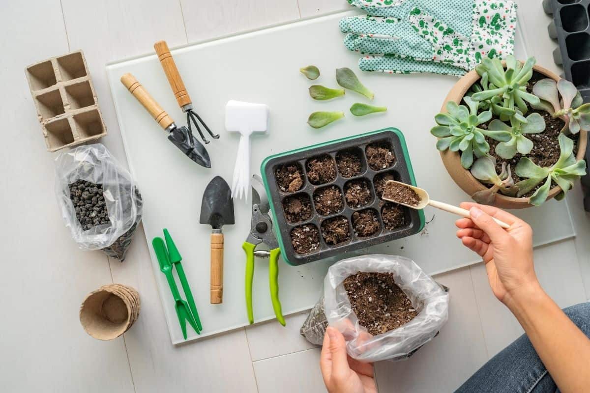 Gardener preparing succulents seeds into planter.