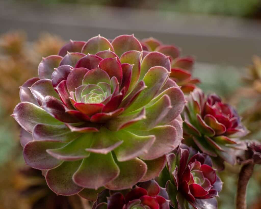 Why Is My Succulent Turning Red? Sublime Succulents