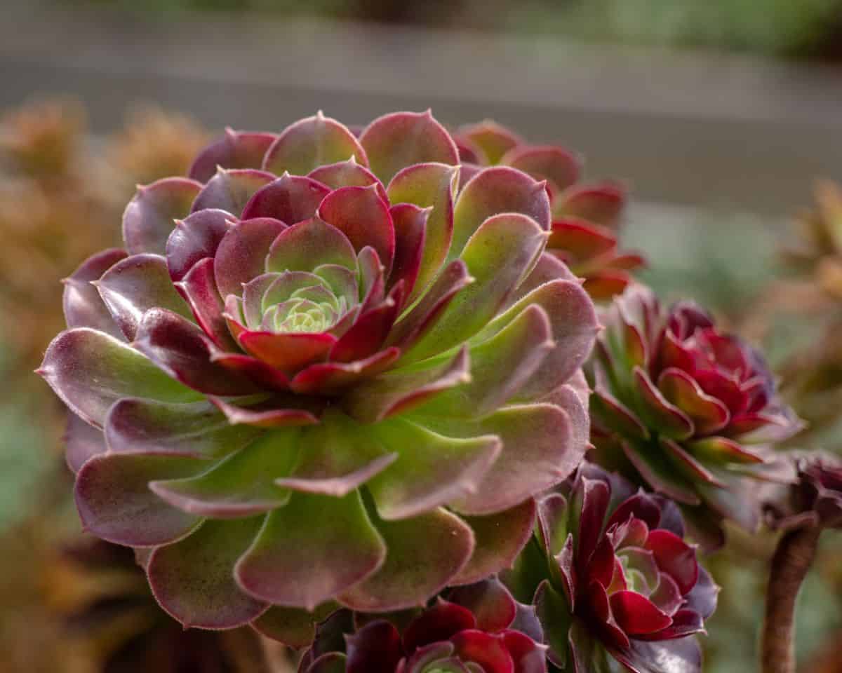 Beatiful succulent plant with red-green leaves.