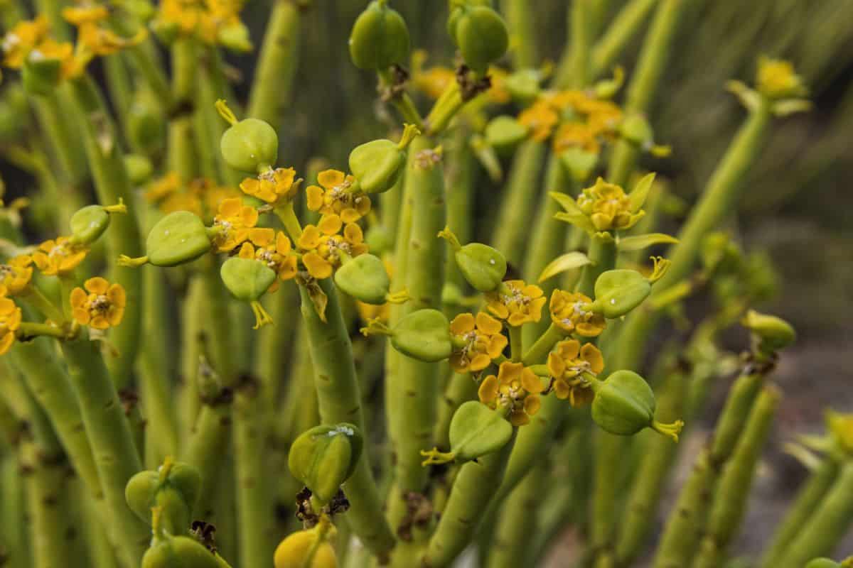 Tall stalk flowering succulent.