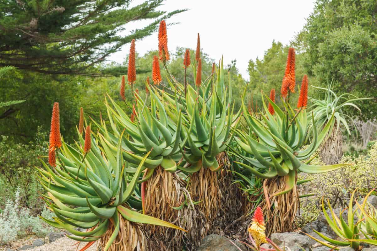 Flowering tall stalk succulent outdoor.