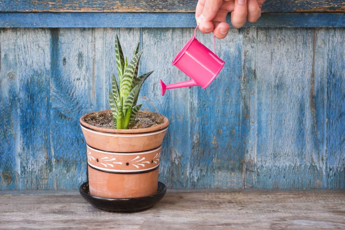 Watering succulent plant in pot with tiny a pink watering can.