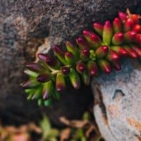 Succulent Turning Red
