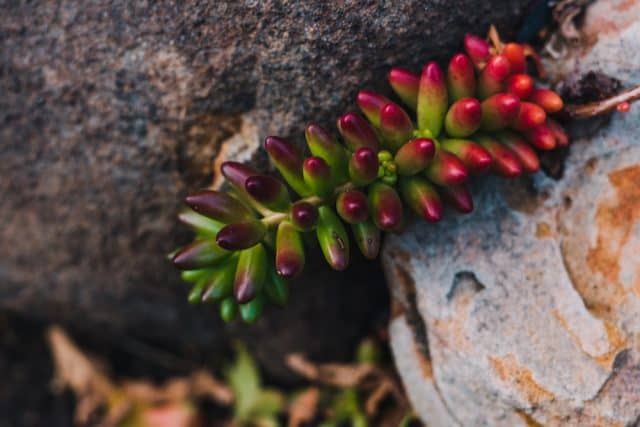 Succulent Turning Red