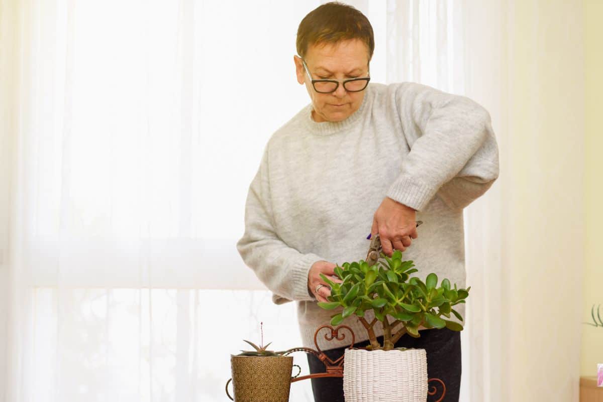 Female with cutter trimming succulent in a pot indoor.