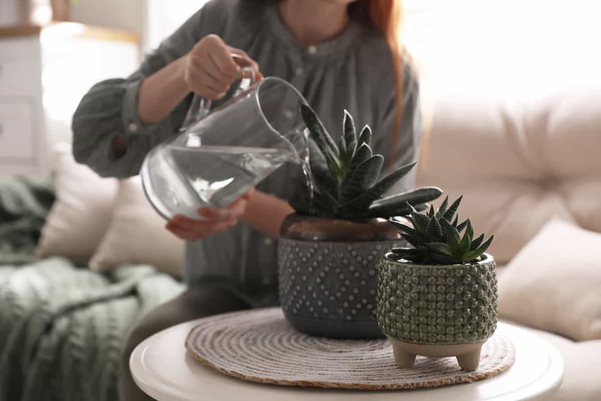 Woman with big glass pitcher watering plants in a pots..