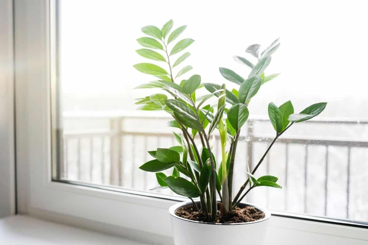 ZZ plant in a white pot near windows on sunny day.