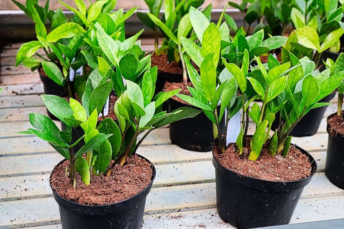 ZZ plants in black pots on wooden deck,