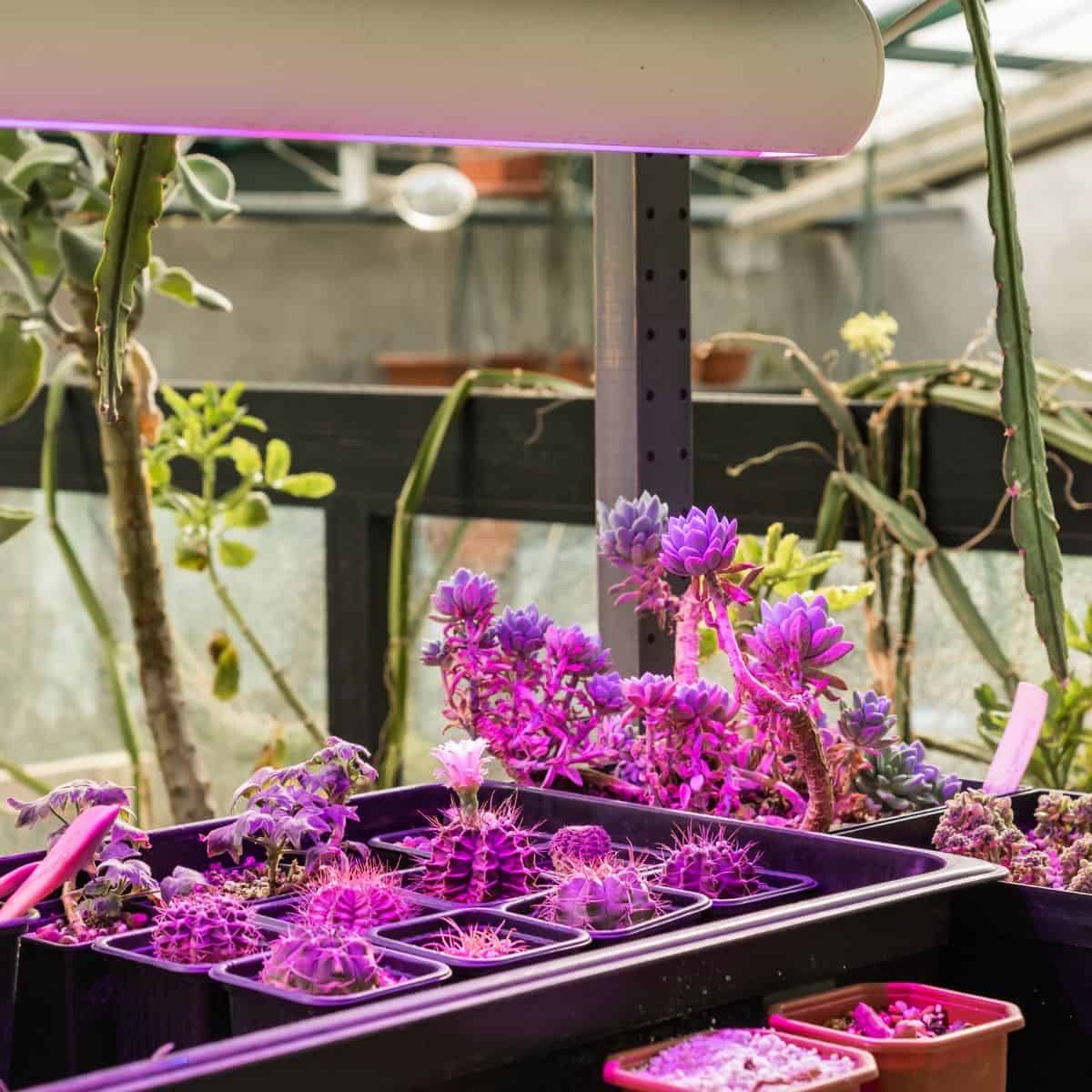 Purple led light over succulents in a pots.