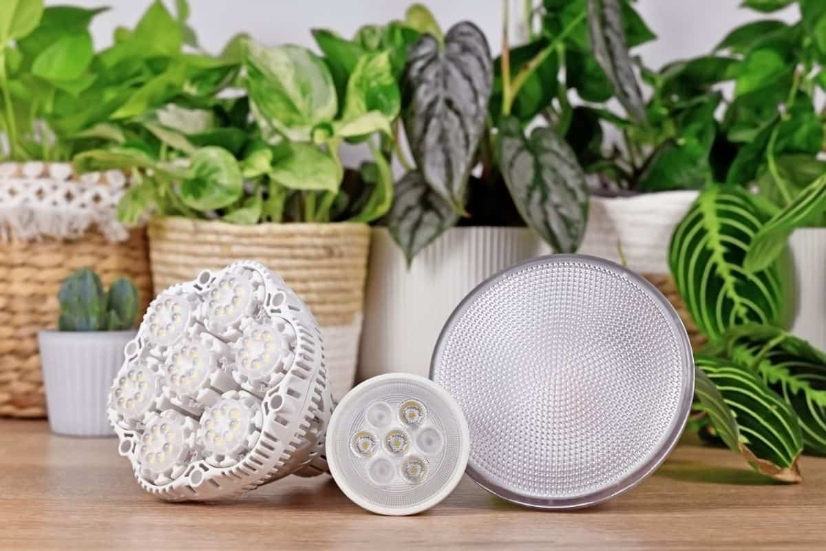 Different types of a LED lights on table with plants in pots.