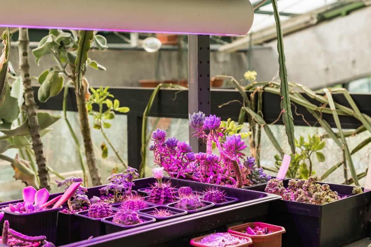 Purple LED light over succulents in pots.